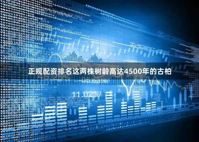 正规配资排名这两株树龄高达4500年的古柏